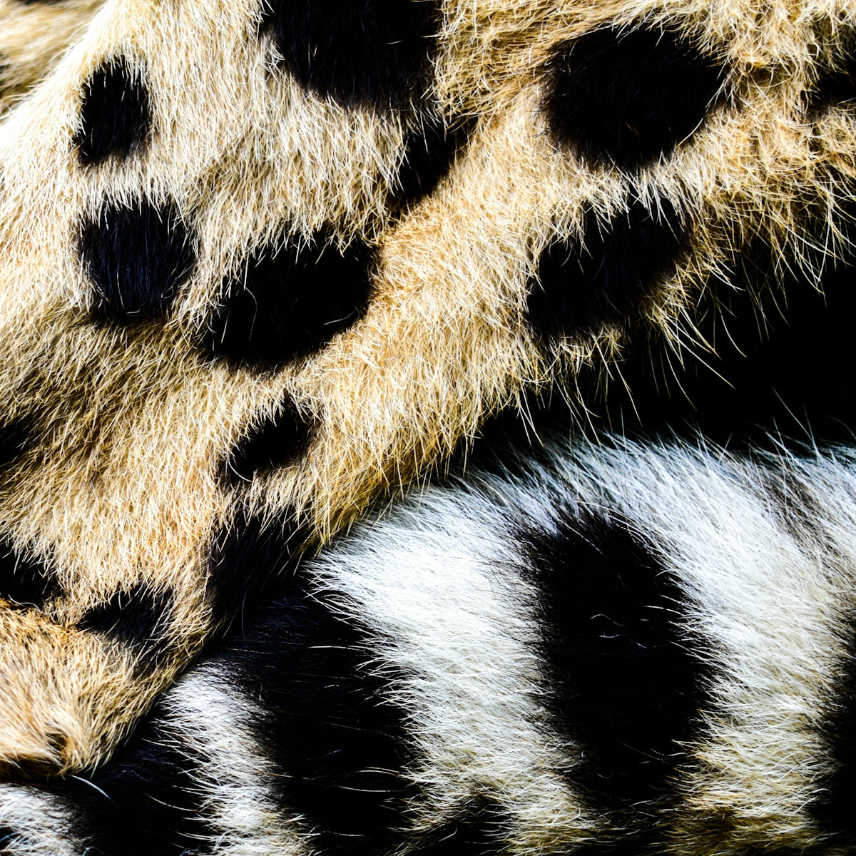 Close-up of a cheetah's spotted fur and striped tail