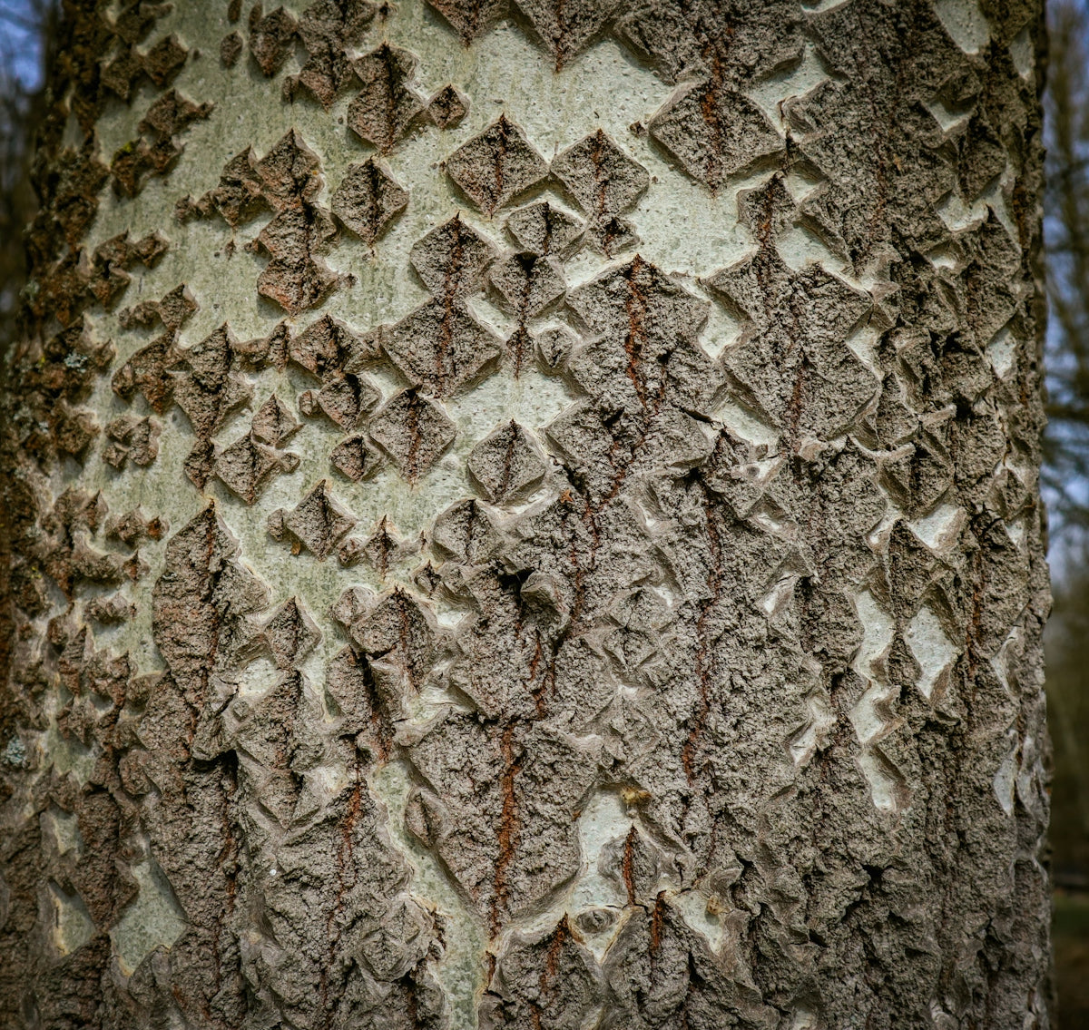 a close up of the bark of a tree